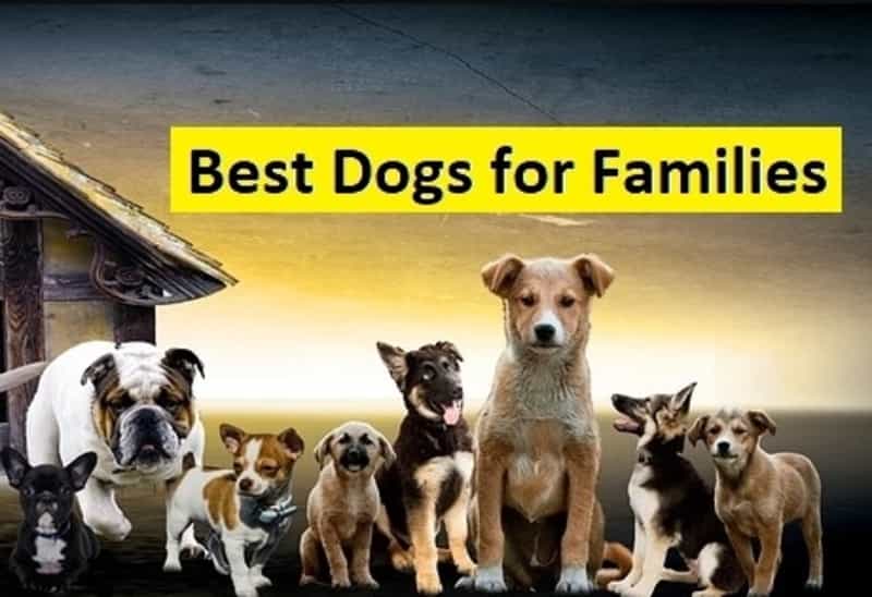 Top 7 Best Dogs for Families best dog breeds