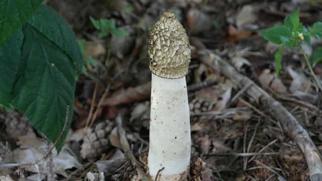 edible mushrooms