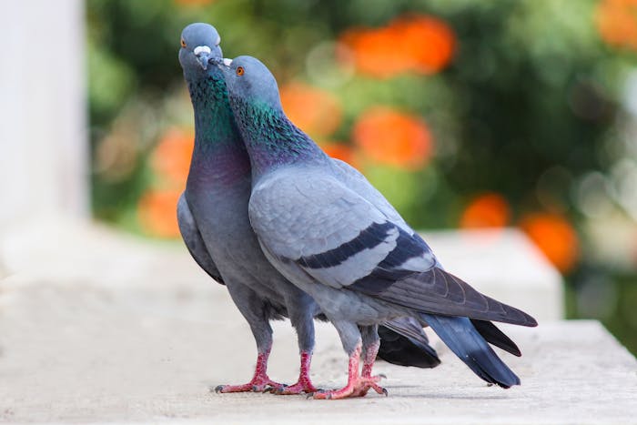 Best Pigeon Control Services Reducing Reproduction Without Harm Pigeon Control Services